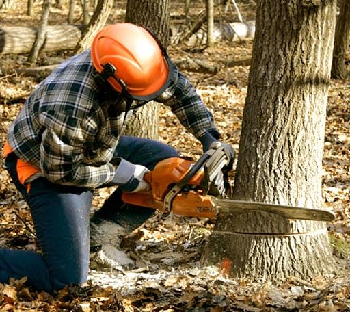 Tree Removal in Mangum, OK